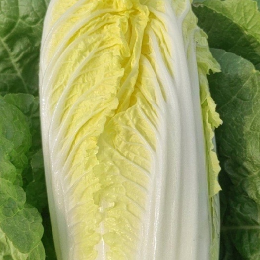 张北县玲珑黄娃娃菜 黄心娃娃菜