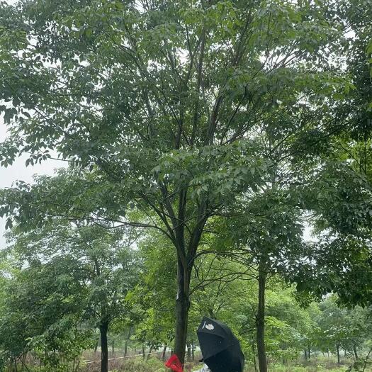 普宁市5/20公分紫花风铃木