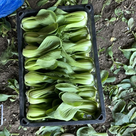 沈阳油菜