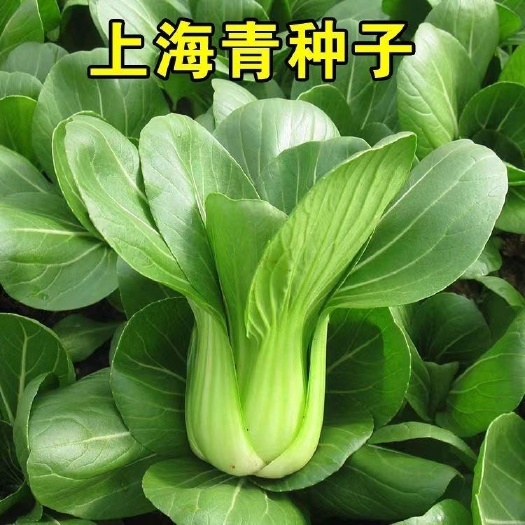 祁东县上海青种子精品上海青种子籽青油菜种子小白菜籽蔬菜种子