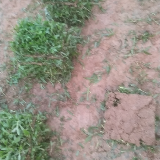 清远主要，出售大叶油，草，马尼拉草，兰引3号草