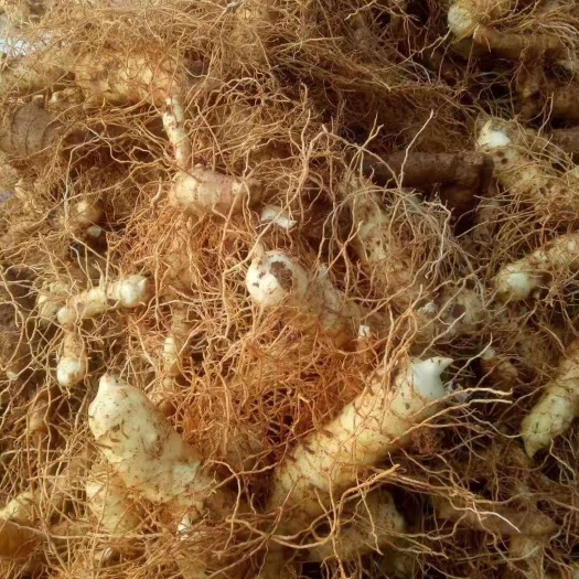 耒阳市新鲜玉竹 湘玉竹 湖南玉竹 玉竹种苗