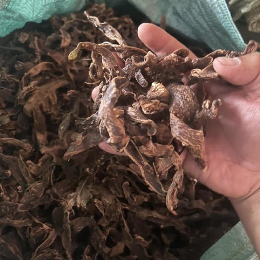 骨碎补 毛姜 正品脱毛个子 切片 毛货 量大从优