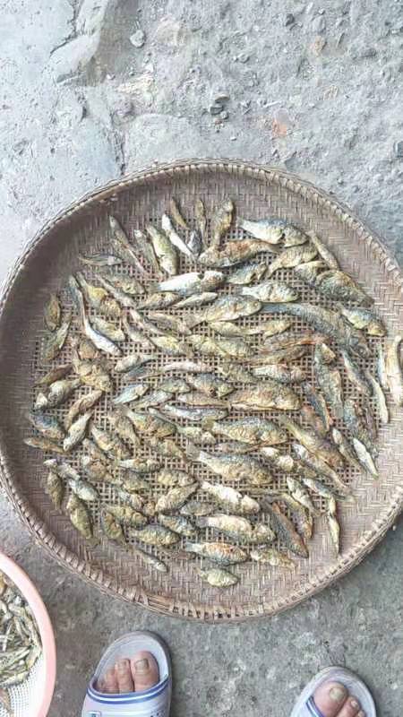 小溪里的小鱼仔