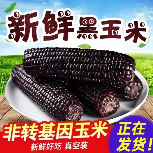 臨汾東方黑糯玉米穗黑玉米棒糯玉米真空山西特產(chǎn)黏糯苞米黑玉米