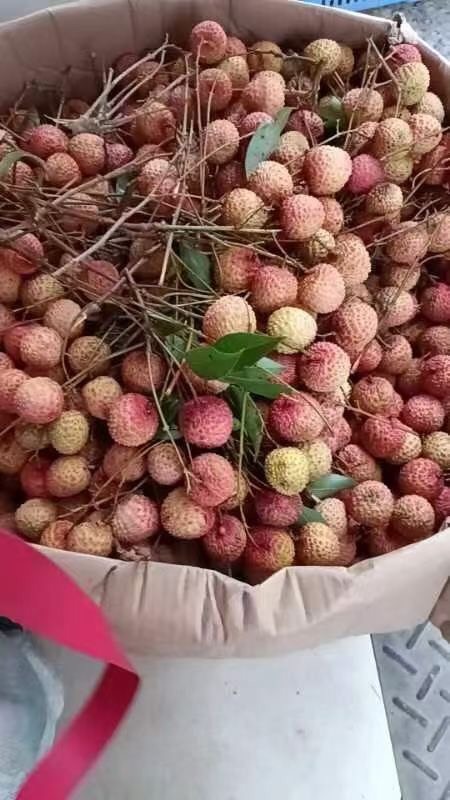 化州市广东化州市中垌镇桂味荔枝