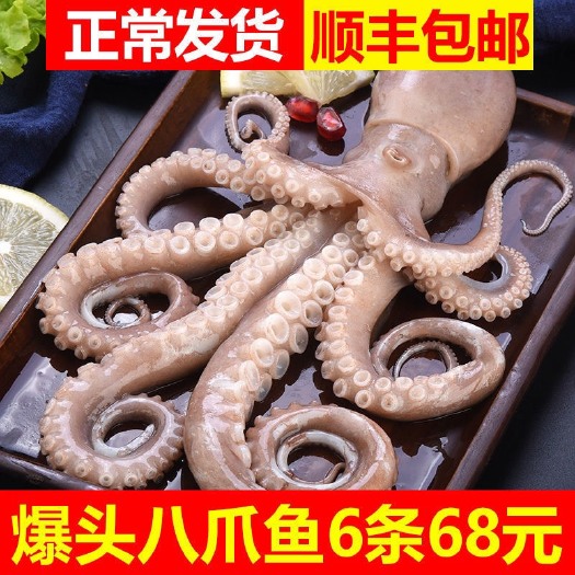 日照长腿八爪鱼鲜活速冻2斤3条左右