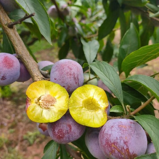 昆明青红脆李【坏损包赔包邮】脆甜脱核/清脆/香甜