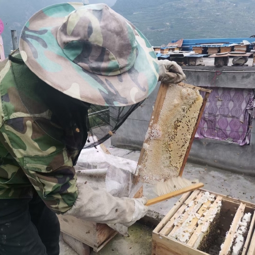 茂县四川省阿坝州高山蜂蜜 假一赔万