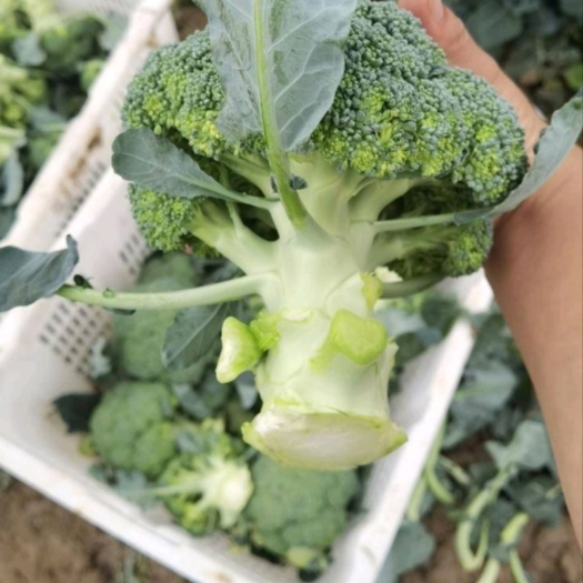 张北县西兰花3指根基地供应 耐寒西兰花