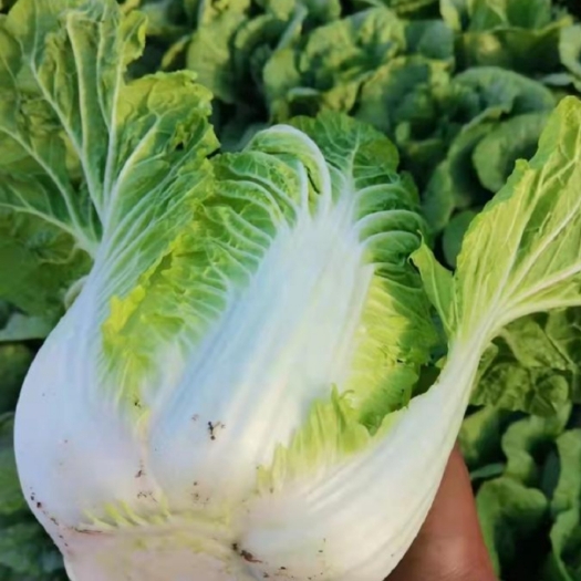 张北县大白菜