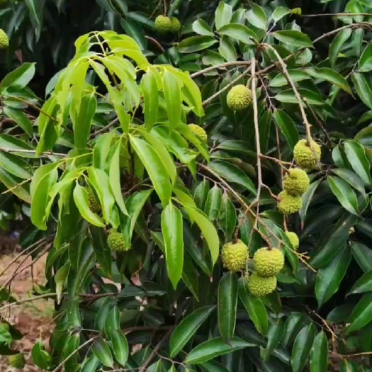 桂平市荔枝