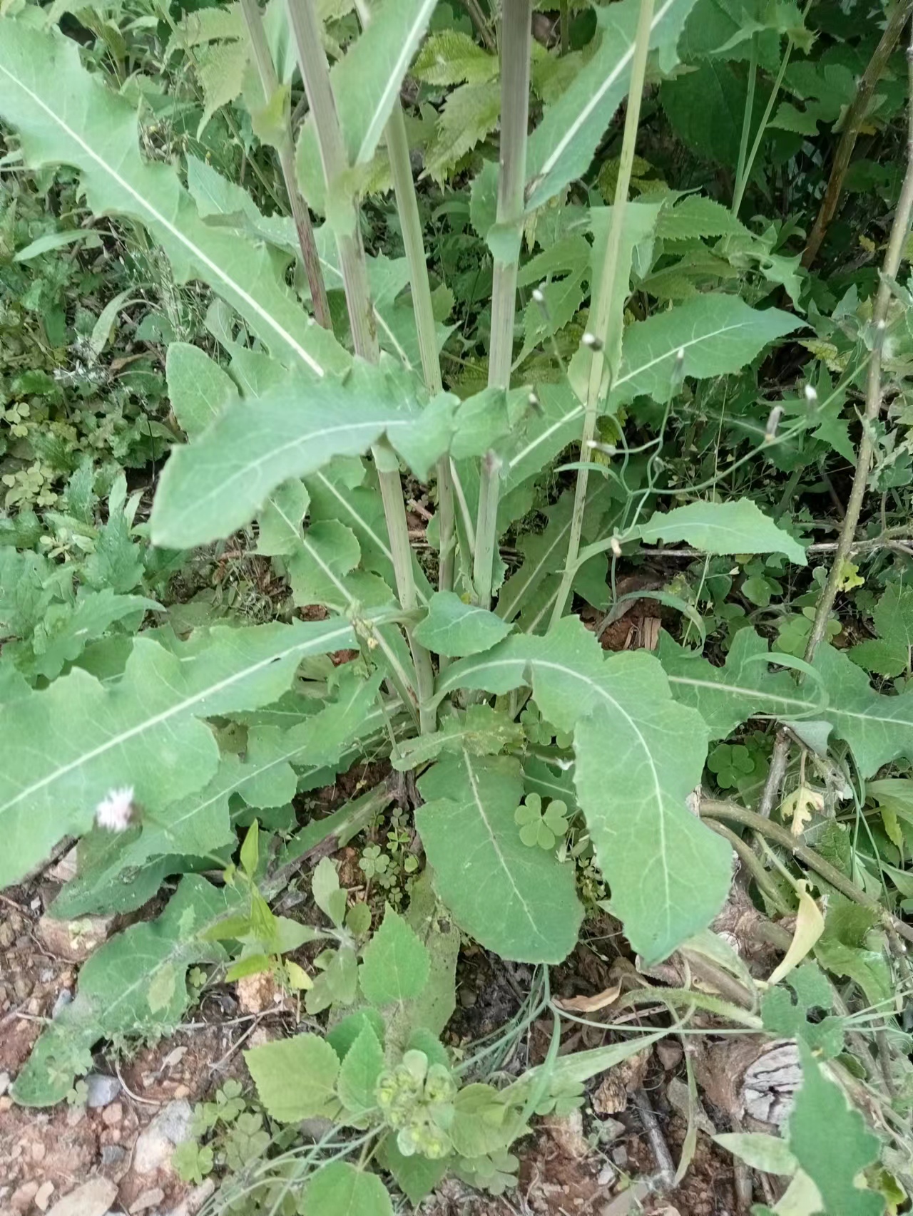 苣荬菜根图片