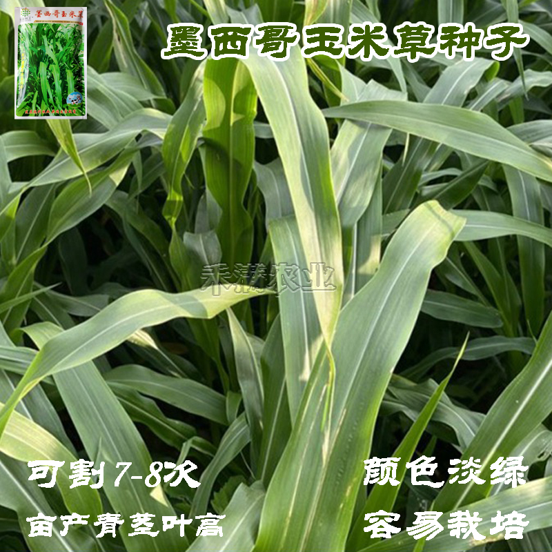 墨西哥玉米草四季夏季牧草种子以鸡鸭牛羊猪饲料春夏养殖牧草