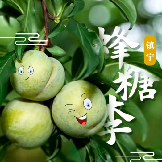 镇宁县蜂糖李