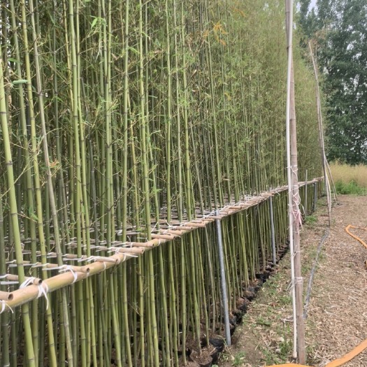 桐柏县容器竹苗，营养杯竹子