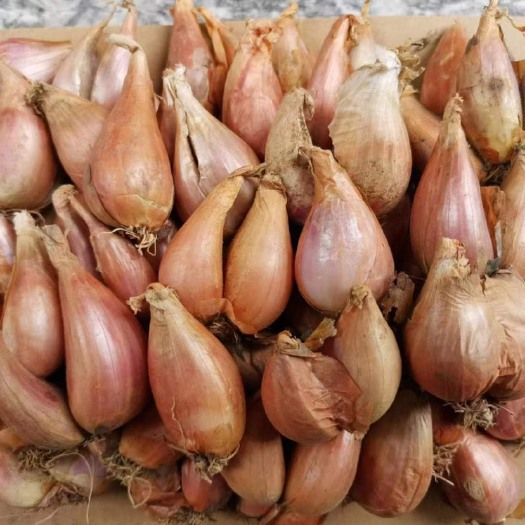祁东县黄葱头种农家自种香葱头红葱头种四季种植葱头种子