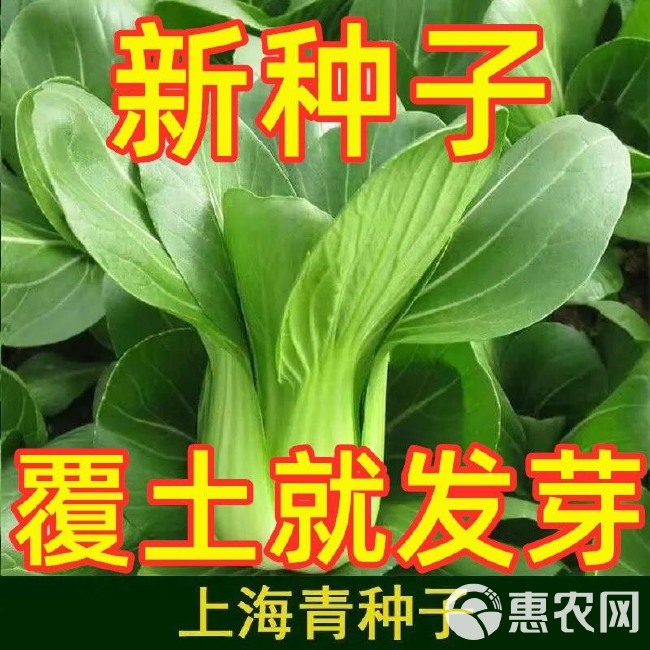 上海青种子精品上海青种子籽青油菜种子小白菜籽蔬菜种子