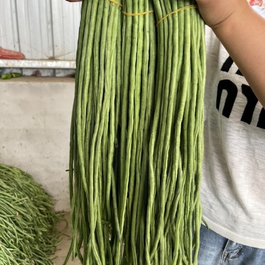宿州精品豆角大量上市，需要的可以联系