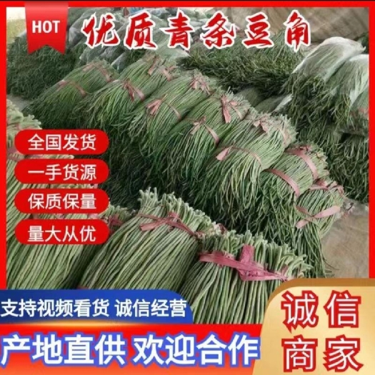 枝江市湖北优质长豆角 新鲜豇豆产地直发
