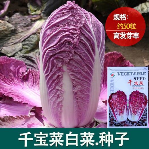 紫白菜种子千宝菜紫玉大白菜农田菜园国外引进富含花青素