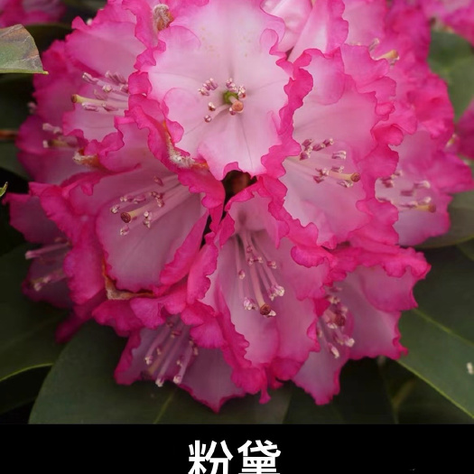 成都高山杜鹃-7✖️7杯架苗