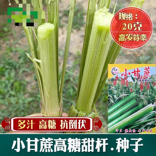 高糖甜杆小甘蔗种子 农田菜园早熟春夏播茎秆甜脆多汁甜高粱籽