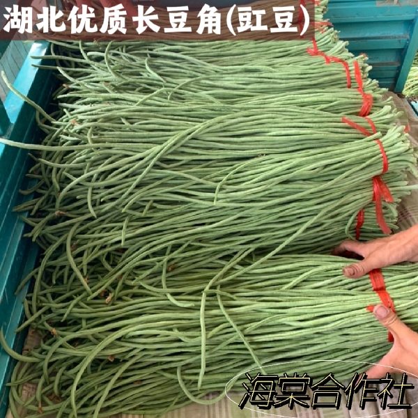 湖北优质长豆角/新鲜豇豆