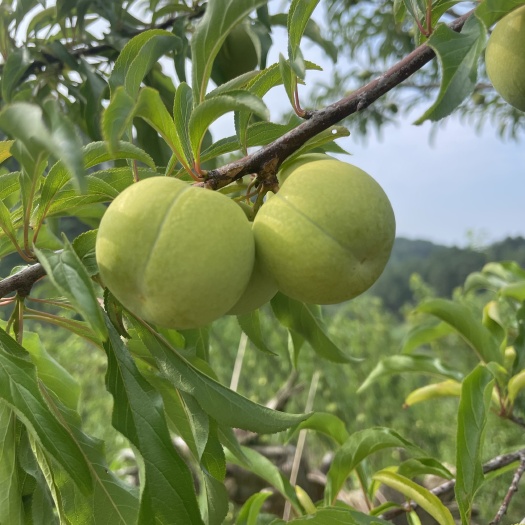 惠水县蜂糖李基地直销6月底下果