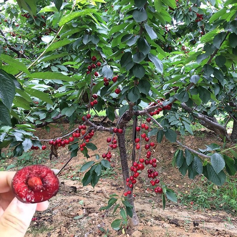 祁东县樱桃种子木颗种子树种子樱桃种子籽