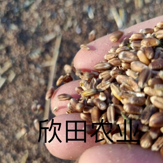 濉溪县淮北特色种植紫糯小麦