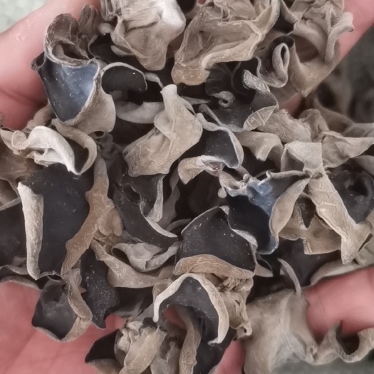 东宁市东北黑木耳头茬黑木耳大棚黑木耳大地黑木耳头茬基地源头供应