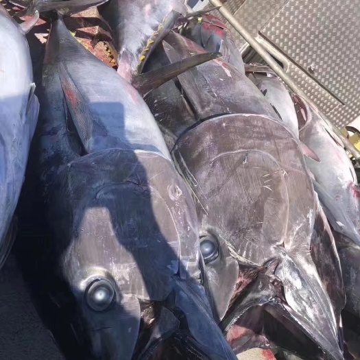 澳洲蓝鳍金枪鱼(冰鲜鱼(原条)）新西兰蓝鳍金枪鱼