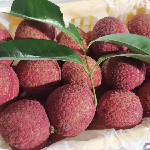 广州荔枝