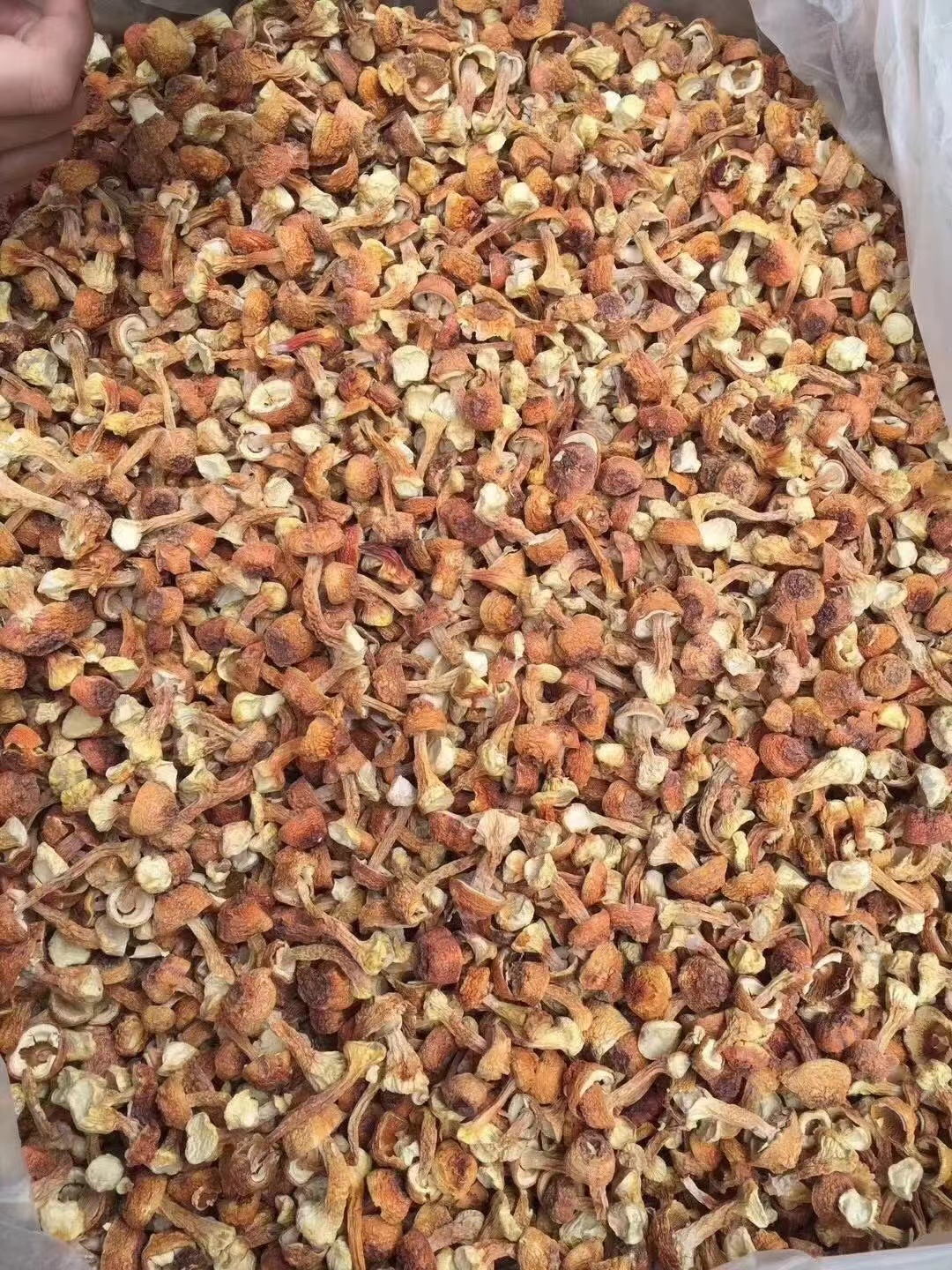 姬松茸产地直销批发 精品巴西菇土特产烘干菌菇干货蘑菇