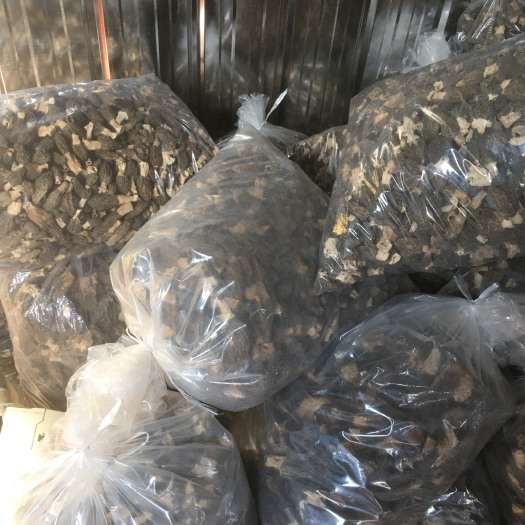 汉寿县羊肚菌3-10厘米菌帽，今年新货