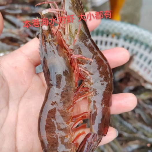 饶平县对虾  基围虾 规格都有  自有养殖场