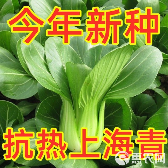 上海青种子精品上海青种子籽青油菜种子小白菜籽蔬菜种子