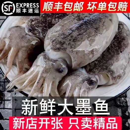新鲜大墨鱼海捕墨鱼仔超大号冷冻水产海鲜大乌贼目鱼大墨鱼墨鱼仔