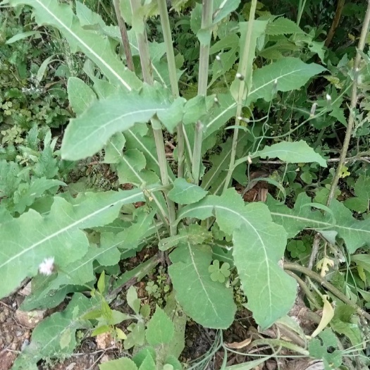 南宁纯苦菜根，苦荬菜，苣荬菜