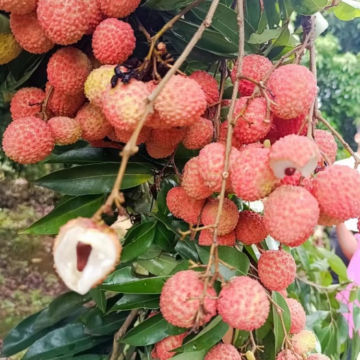 北流市桂味荔枝，