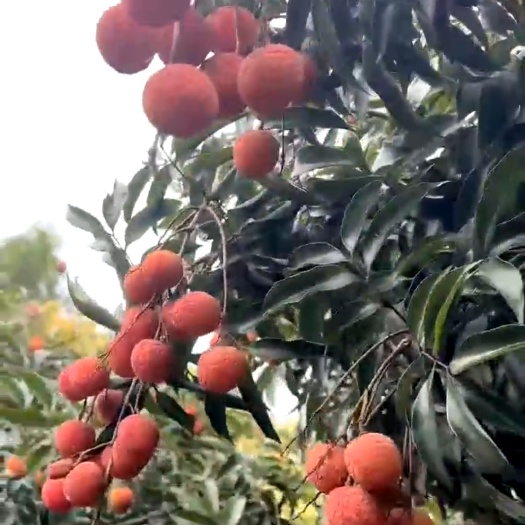 灵山县白糖罂荔枝
