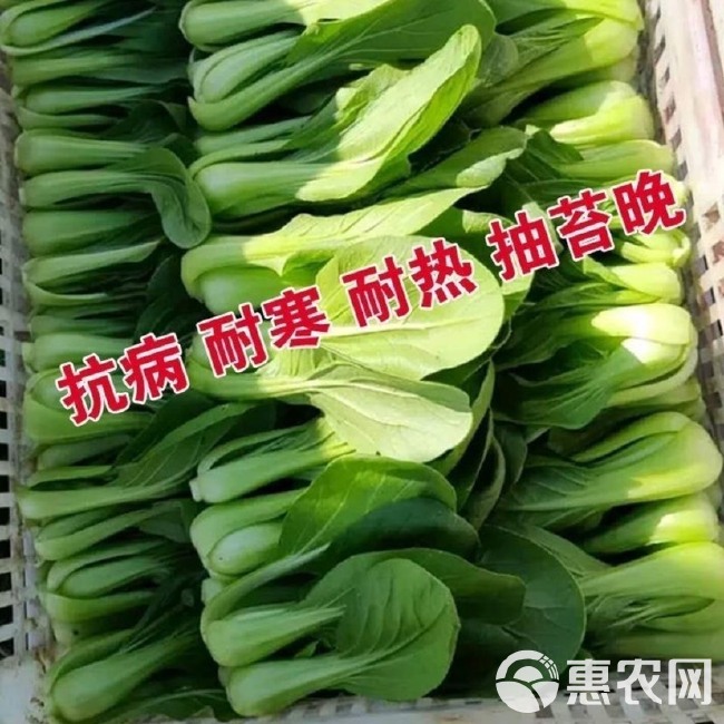 上海青种子精品上海青种子籽青油菜种子小白菜籽蔬菜种子