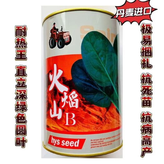 沭阳县火焰山菠菜种子非转基因品种耐热抗病250克新品种
