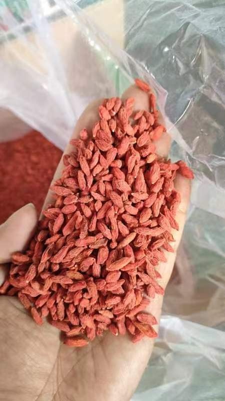 成都宁夏枸杞 颜色鲜艳商超干货店 跑江湖干度好大小均匀四季热销。