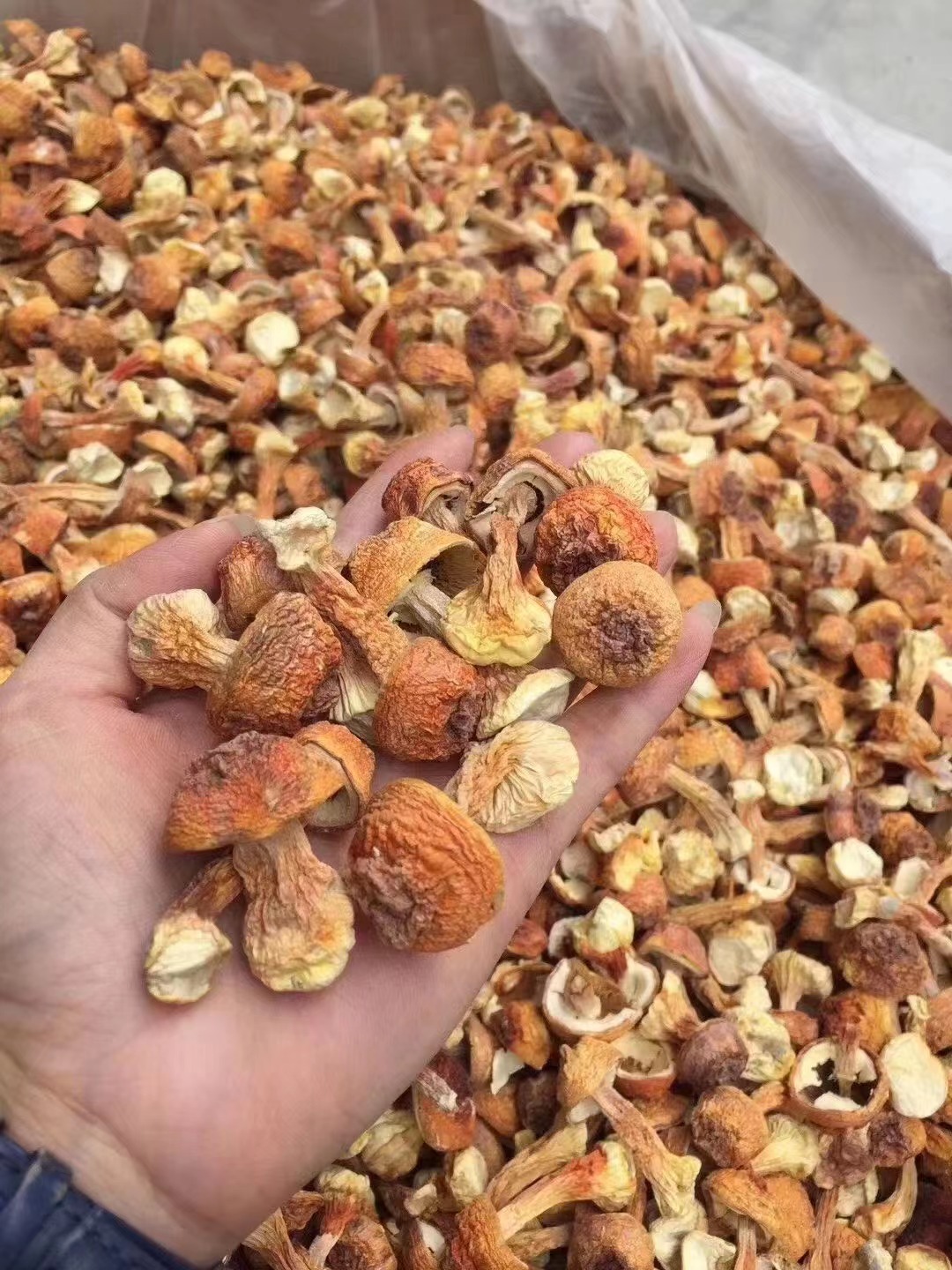 姬松茸产地直销批发 精品巴西菇土特产烘干菌菇干货蘑菇