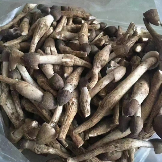 广州荔枝菌