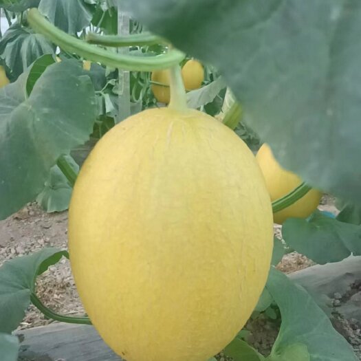 蒲城县哈密瓜