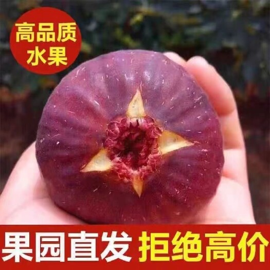 波姬红无花果红皮无花果新鲜现摘紫皮水果非青果包邮一件代发