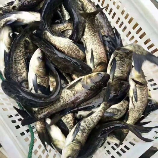 渔场直销雄鱼 花鲢，四大家鱼，各种垂钓成品库，养殖用鱼苗